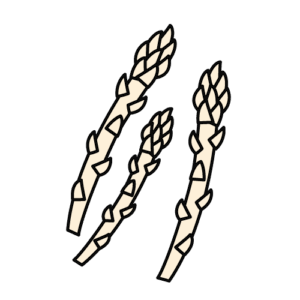 ホワイトアスパラガスのカラーイラスト