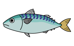 鯖のカラーイラスト