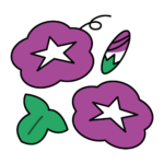 紫の朝顔のカラーイラスト