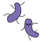 細菌のカラーイラスト