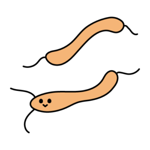 細菌のカラーイラスト
